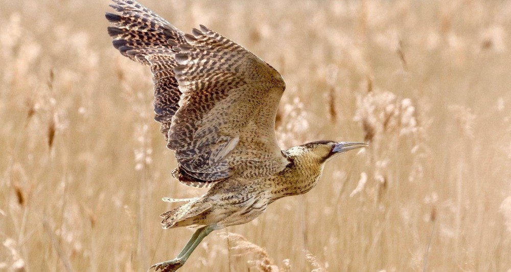 Bittern Walks